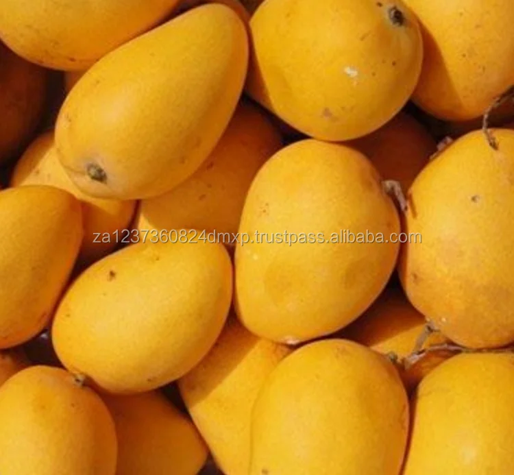 
FRESH MEXICAN KENT MANGOS/FRESH GOLDEN MANGOES 