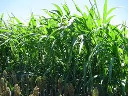 
Only price of that sorghum seeds for Malaysia 