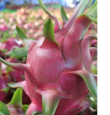 Exporting Dragon Fruit/Good Fresh Dragon