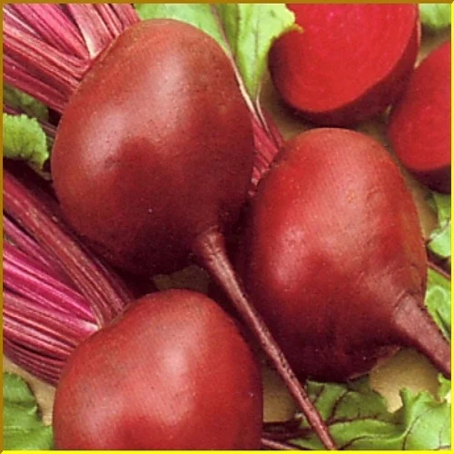 Fresh Beetroot Suppliers In India