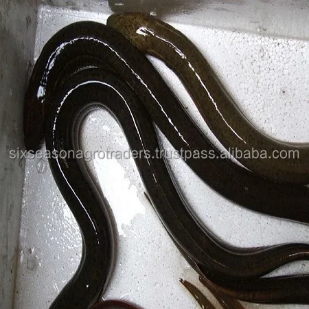 Live Eel Fish With cheap price / eel fish wholesales
