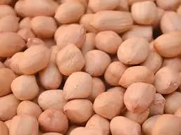 Peanuts/Groundnut/Arachis