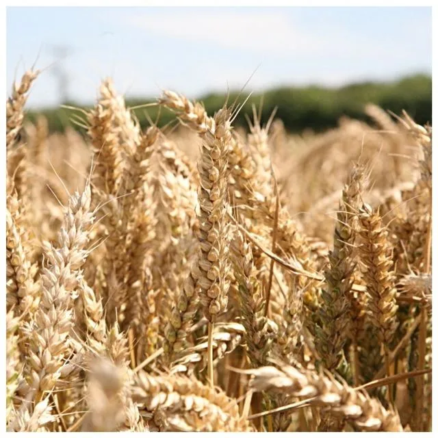 
1st Grade Quality Feed barley For Animal Feed and Human Consumption from Turkey 