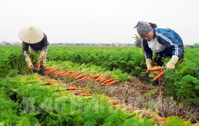 
High quality and best price for fresh carrot 2018 