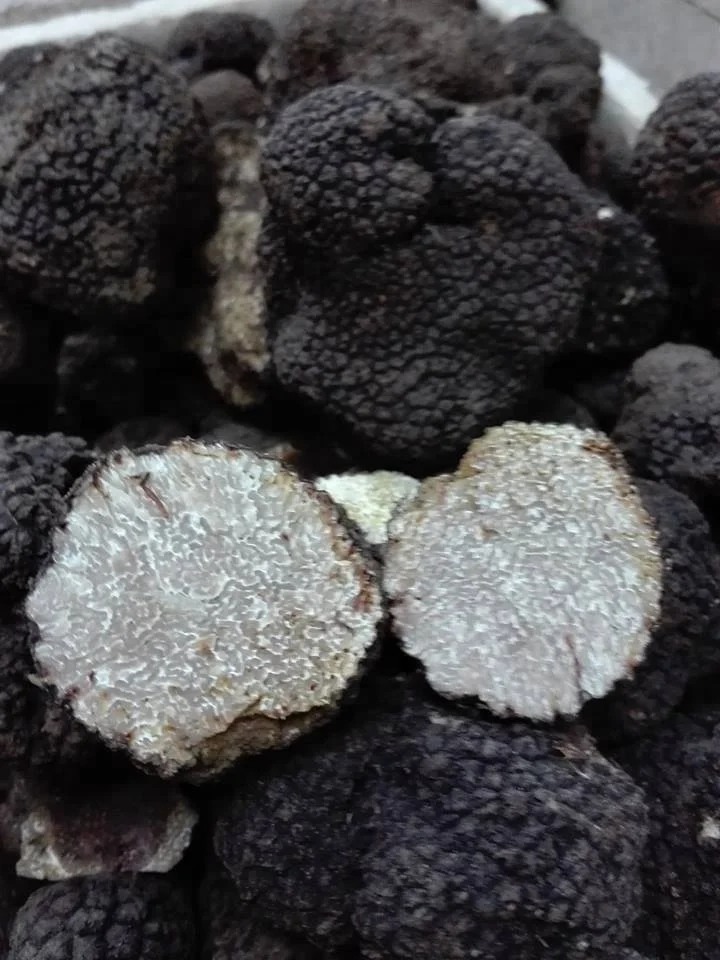 aphrodisiac BLACK ITALIAN TRUFFLE TARTUFI TUBER UNCINATUM