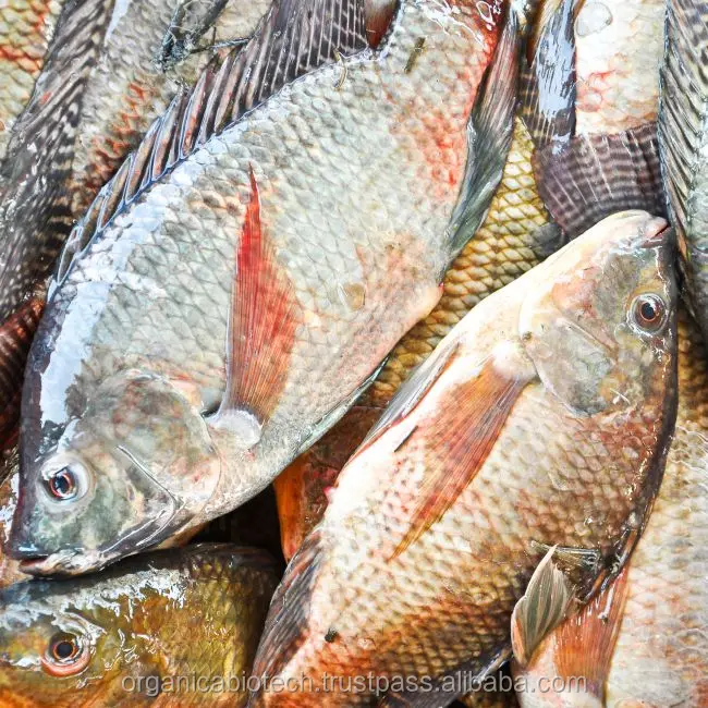 Efficient Bioculture feed additives for Fish Pond Denitrification