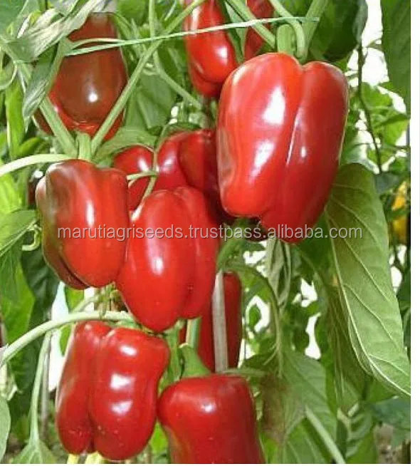 HYBRID CHILLI SEEDS