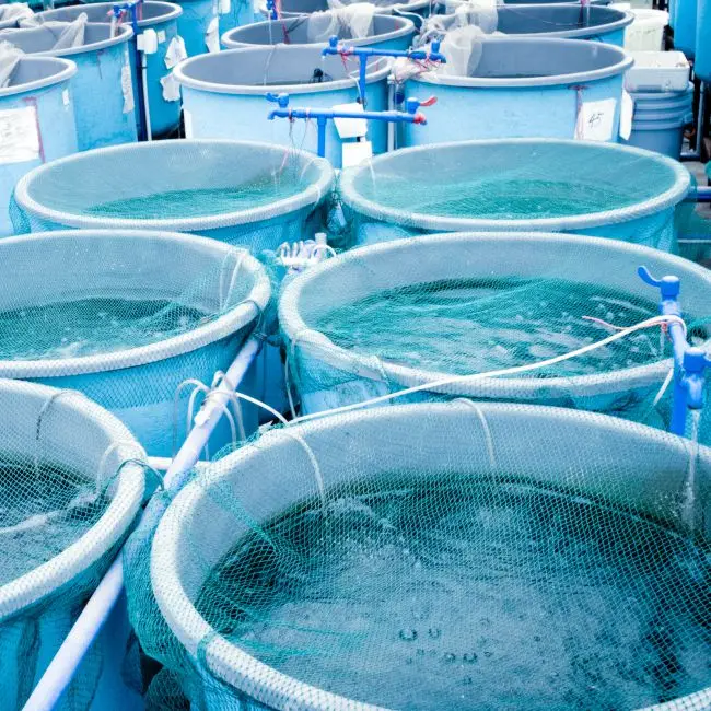 Chemical free and organic tilapia fish feed probiotics for hatchery eggs