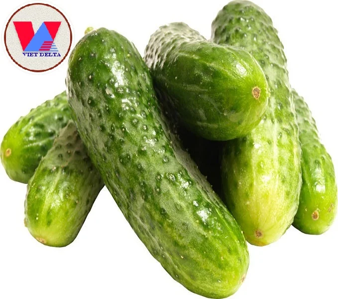 Маринованный огурец-огурец высокого качества/Лучшая цена огурец из Вьетнама