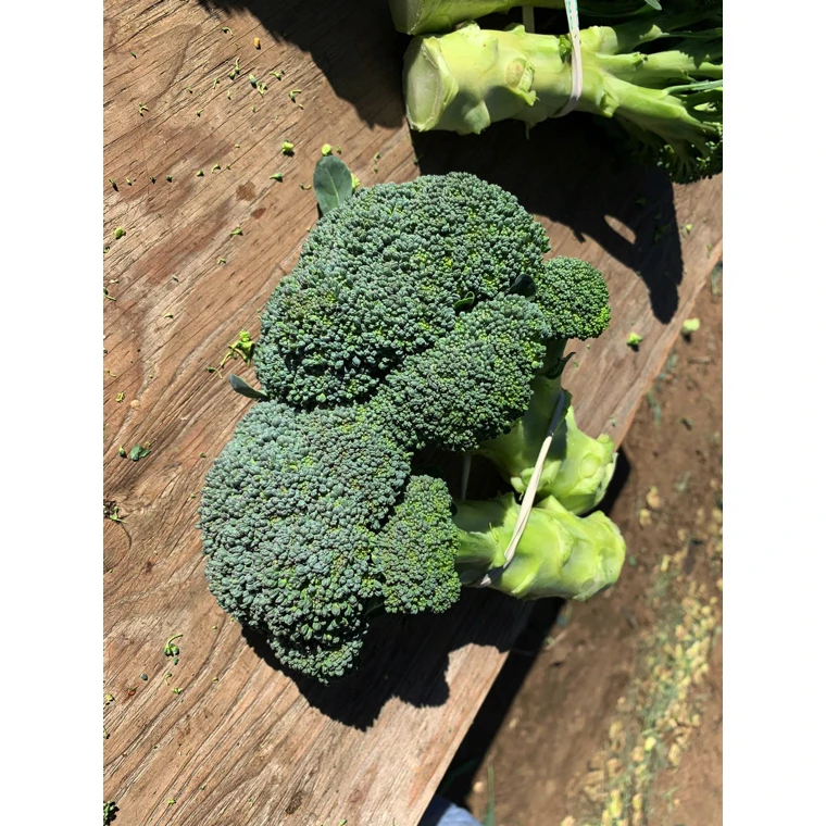 
Healthy high quality organic bulk broccoli fresh from South Africa 