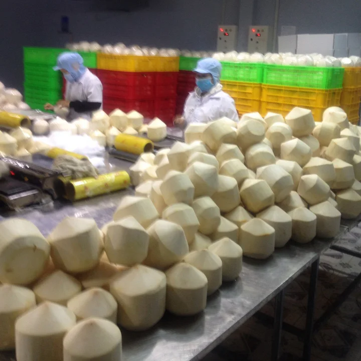 GLOBAL GAP COCONUT FOR STRICT MARKET