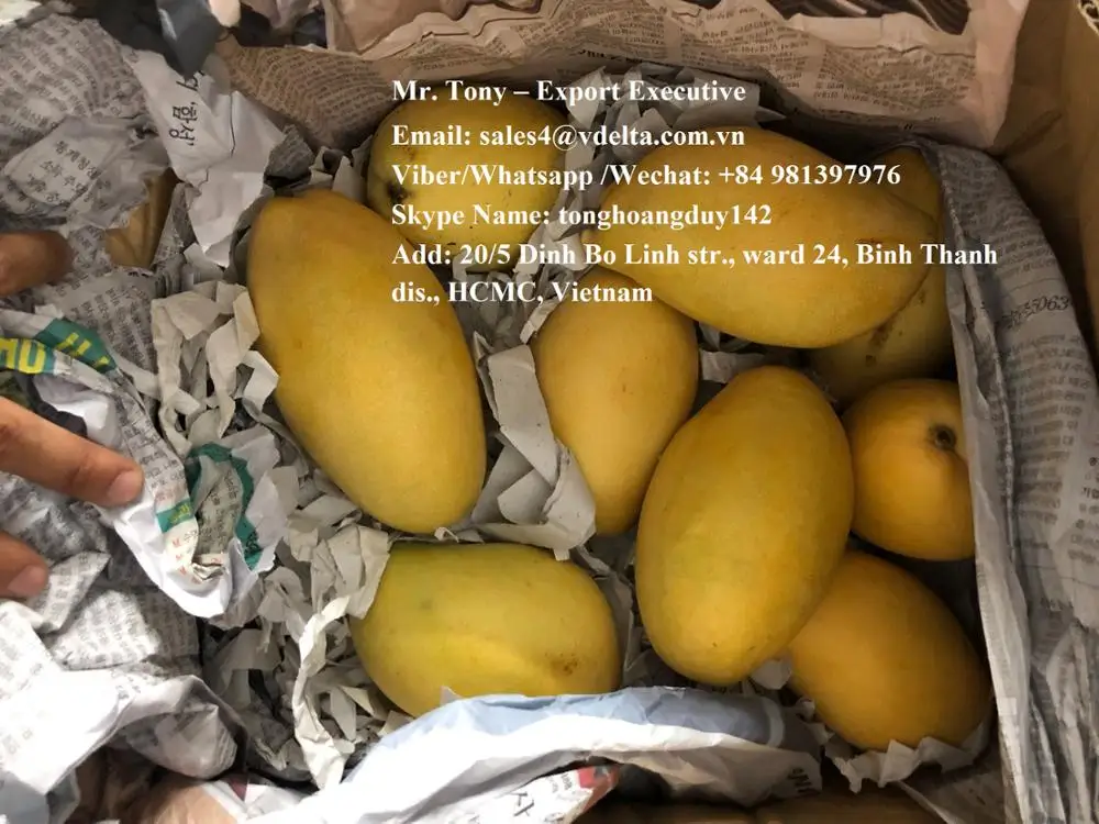  wholesale frozen mango/ mango fruit from viet nam