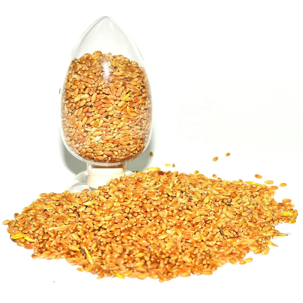 
Wheat grain for animal feed 