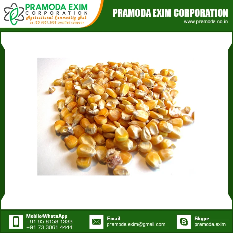 Best Price Dried Yellow Corn Maize Supplier