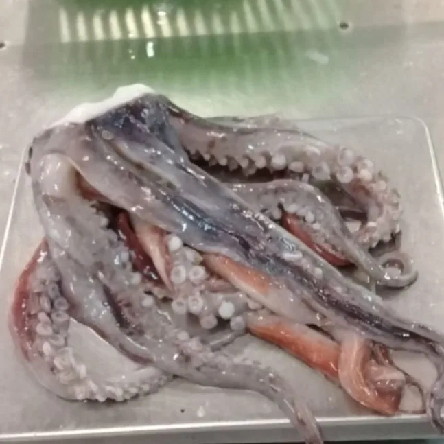 Giant Squid Tentacles with suckers