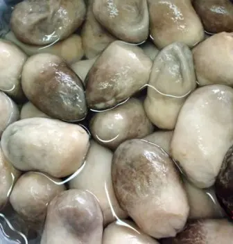 Wholesale HIGH QUALITY MUSHROOM/ Canned Mushroom / Canned Salted Mushroom From Vietnam