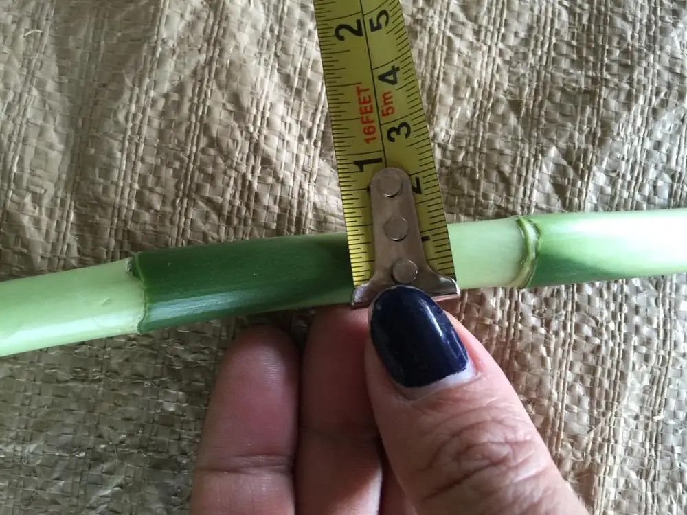 
Thailand Wholesale Fresh Cut Spiral Draceana Lucky bamboo 