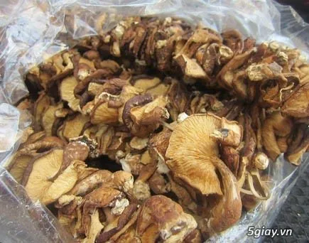 
GOOD PRICE DRIED OYSTER MUSHROOM 2021/Whatsapp +84 845 639 639 