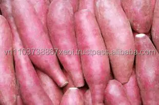 HIGH QUALITY JAPANESE SWEET in 2021 sweet potato cheap price  +84-845-639-639