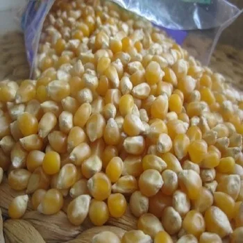 CORN POPCORN