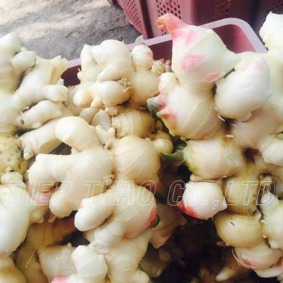 FRESH YOUNG GINGER FORM VIETNAM