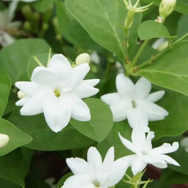 Raat Rani Attar 100% Pure And Organic Perfume Oil at Reasonable Price