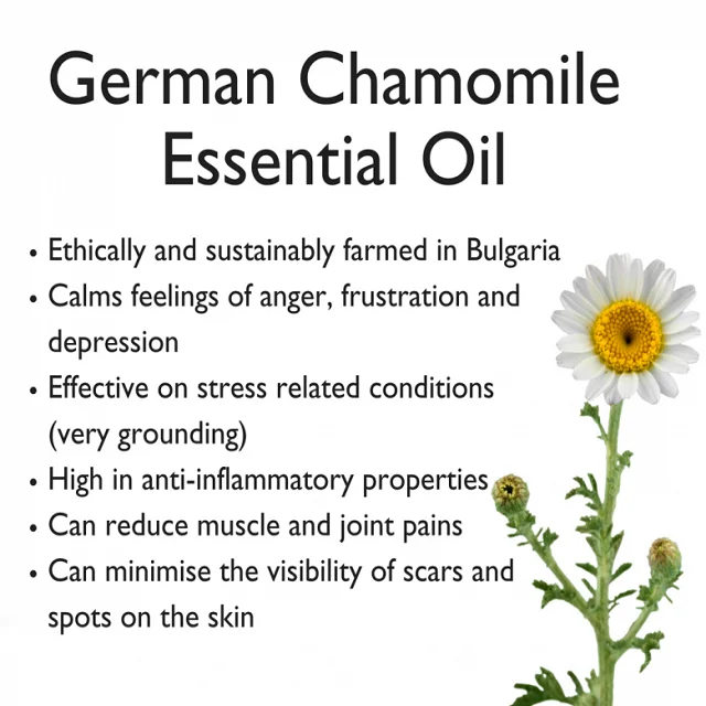Chamomile German Blue Essential Oil