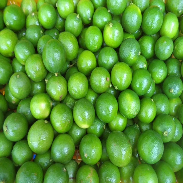 Свежий лайм премиум-класса по лучшей цене из Вьетнама