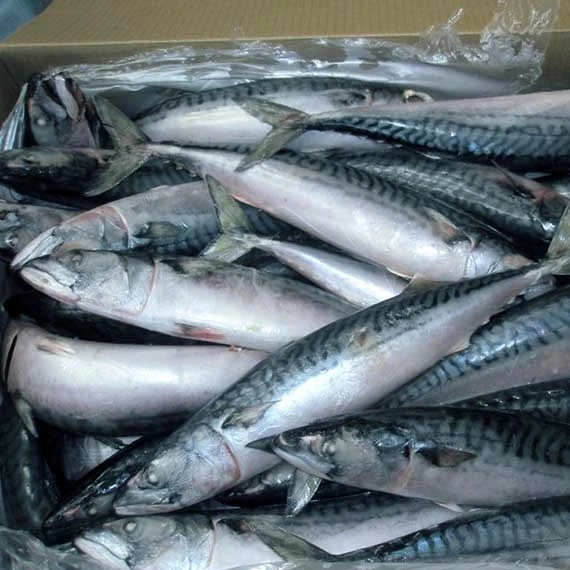  Замороженная Тихоокеанская скумбрия 300-500 г размер в продаже