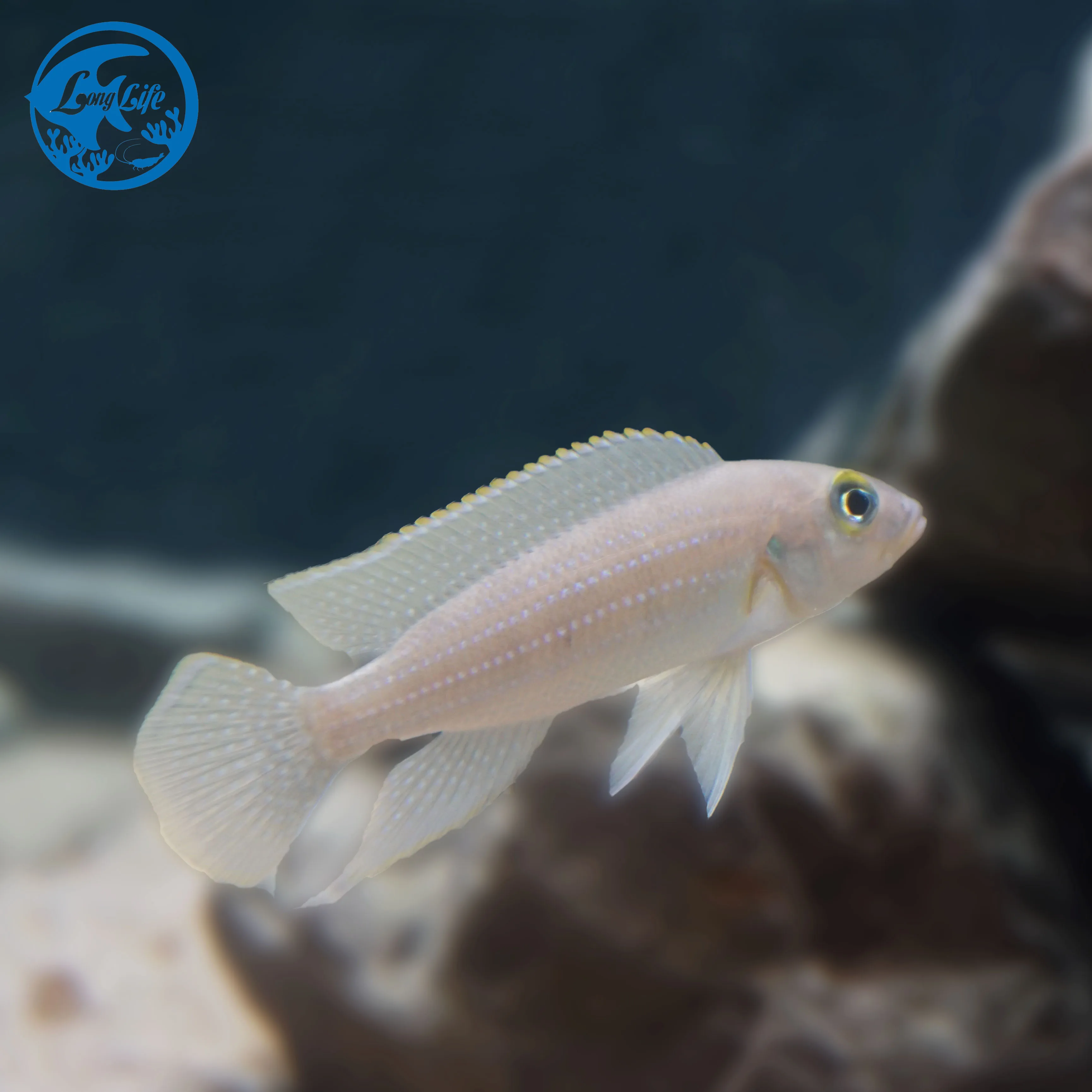 Live Aquarium Fish Cichlidae Pearl Lined Lamprologus for sale