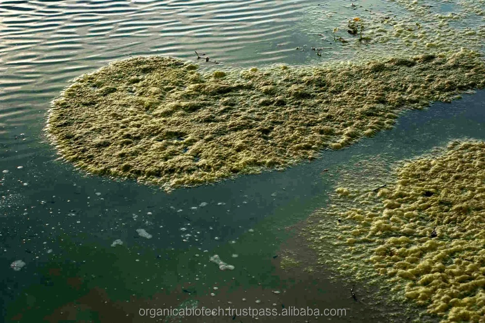 Industrial enzymes for sewage treatment of clogged pipelines