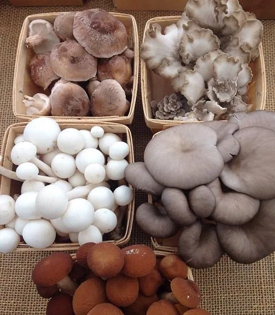 
Oyster Mushroom for sale 