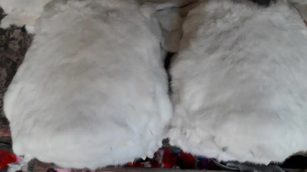 Rabbit Fur Natural White Color Sizes 30 cm Up For Garments / Decoration