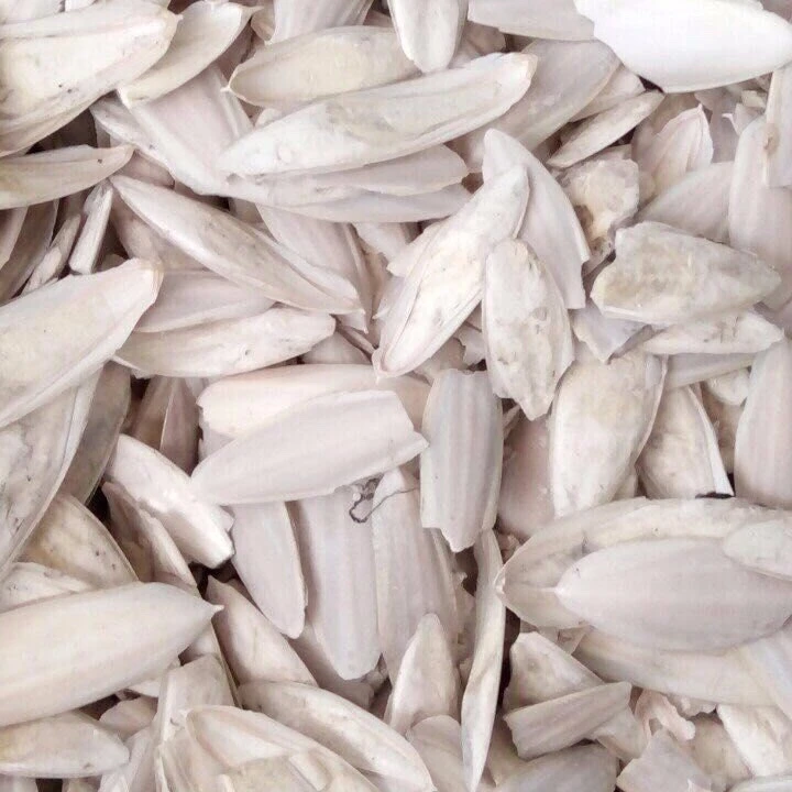 CUTTLE BONE/ CUTTLEBONE 2021 // Mr. ShinCA (+84) 378398089