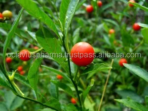 
Withania capsules for Anti-Cancer 