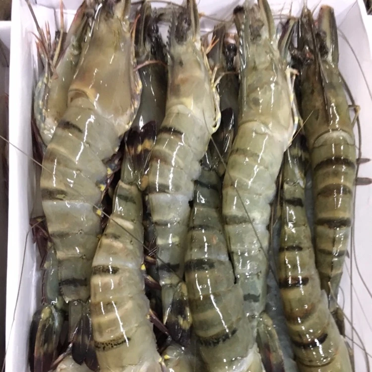 Shrimp feed to harden the shell (Penaeus vannawei, mantis shrimp)probiotics for shrimp