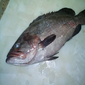 Brown Spotted Grouper Fish,Neptune Grouper Fish,Blue Spotted Grouper