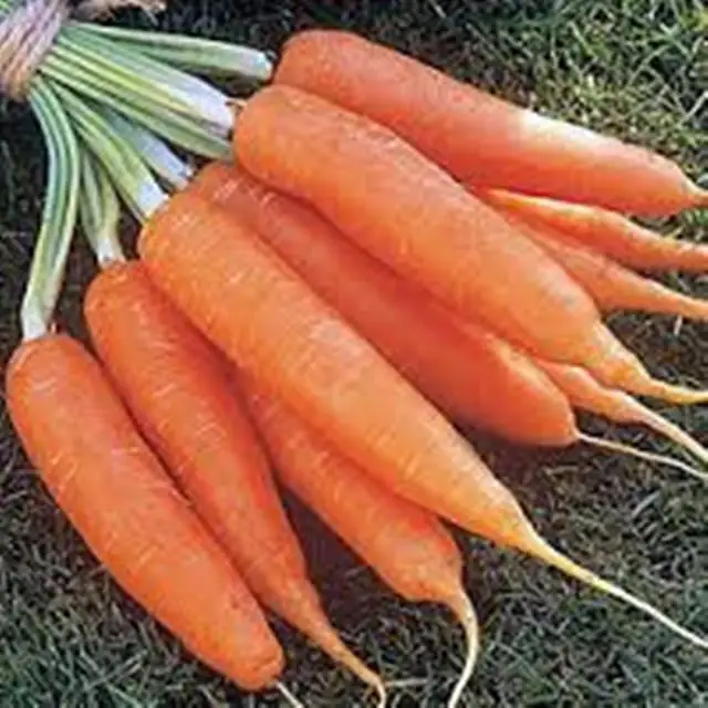
EXPORT PRICES OF CARROT FOR SOWING FOR Cuba 