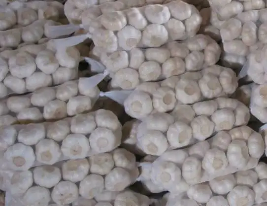 purple fresh garlic/alho/Ail/ajo