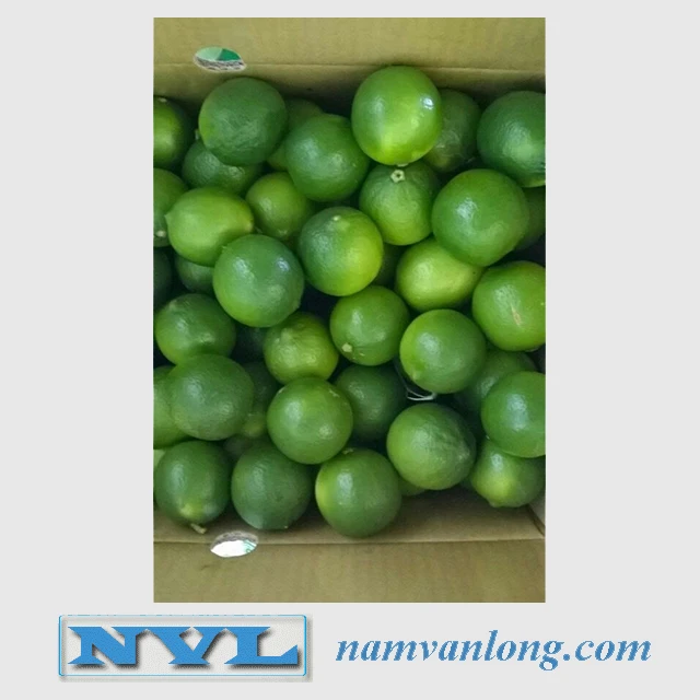 
FRESH LIME WITH HIGH QUALITY AND BEST PRICE 