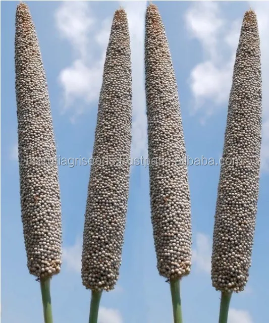 Exporter Of Hybrid Bajara Seeds For French Guyana