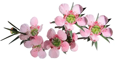 Manuka 100%  Natural and Pure Hydrosol Floral Water