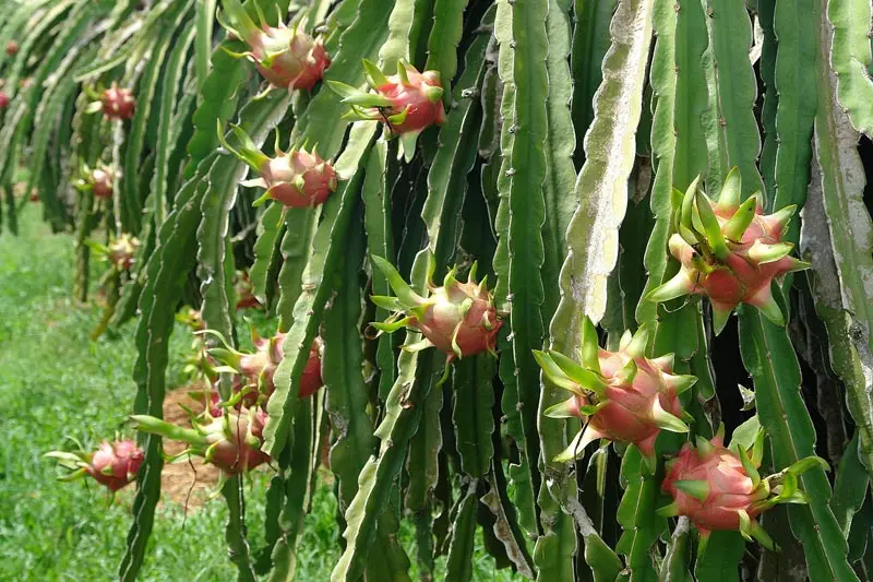 
FRESH WHITE/RED DRAGON FRUIT FOR SALES ( +84-845-639-639 (Whatsapp) 