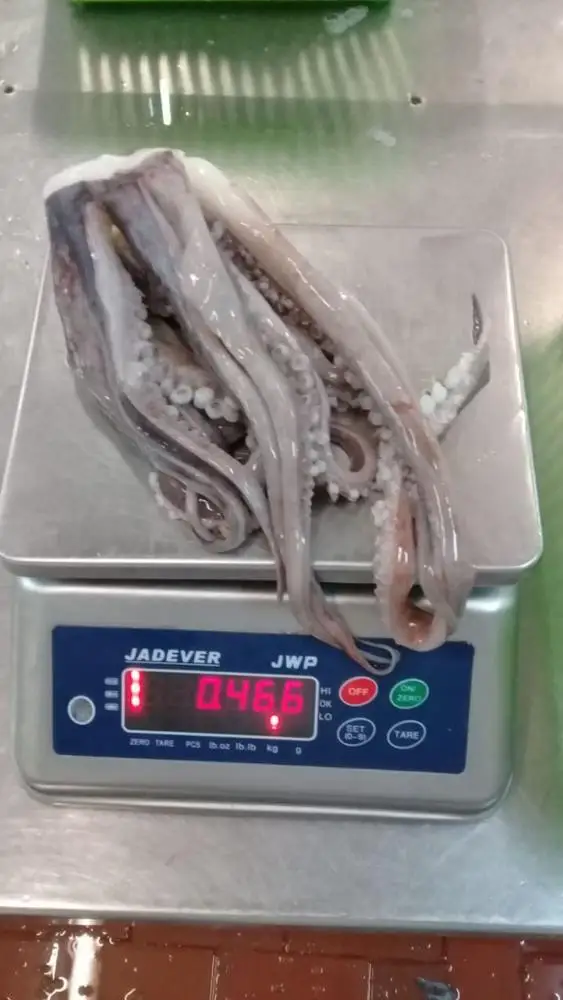 Giant Squid Tentacles with suckers