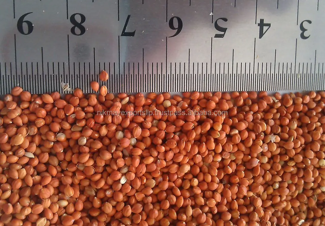 
NEW CROP RED MILLET ORIGIN INDIA NIK-MAY EXPORTS 