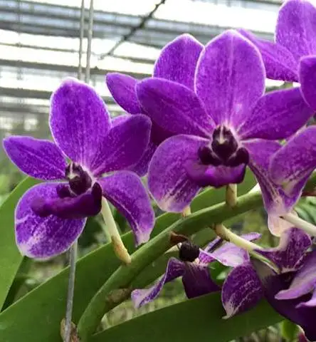 VANDA SEEDLING Vanda blue croos rhyn