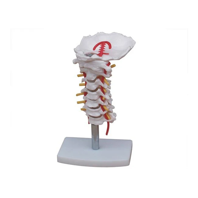 Human Vertebral Column Cervical Vertebra Model Cervical Spine with Neck Artery Occipital Bone Disc and Nerve For Anatomy Using