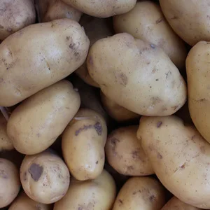 
Fresh Potato Morocco 2018 