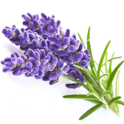 Lavender Hydrosol (Floral Water)