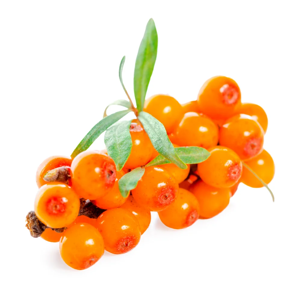Get Sea Buckthorn Carrier Oil at bulk prices
